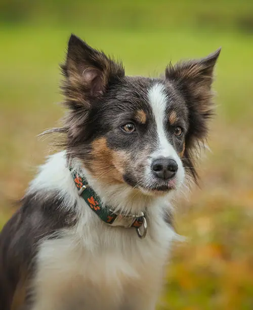 Dog training gallery image 39