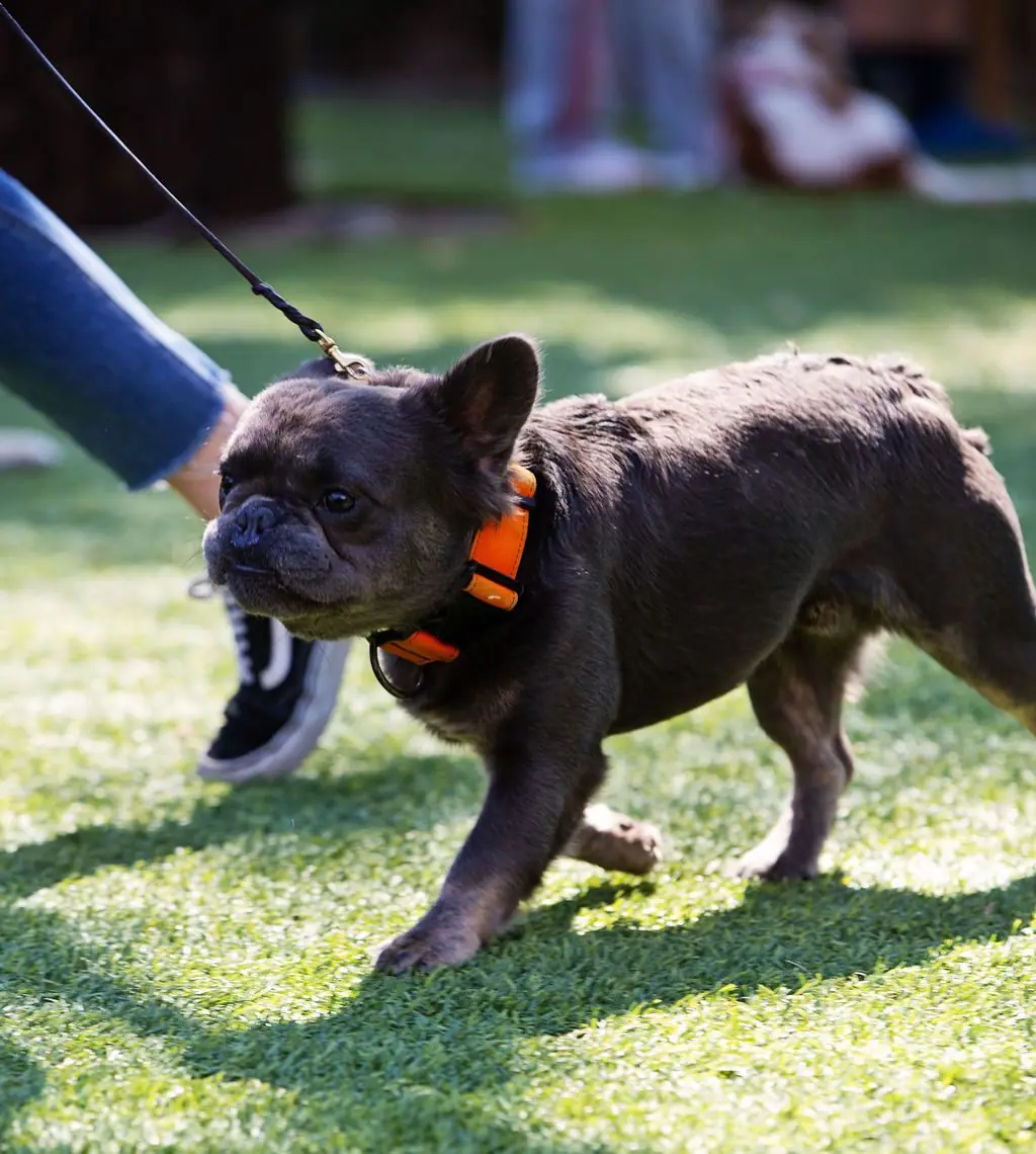Dog training gallery image 4