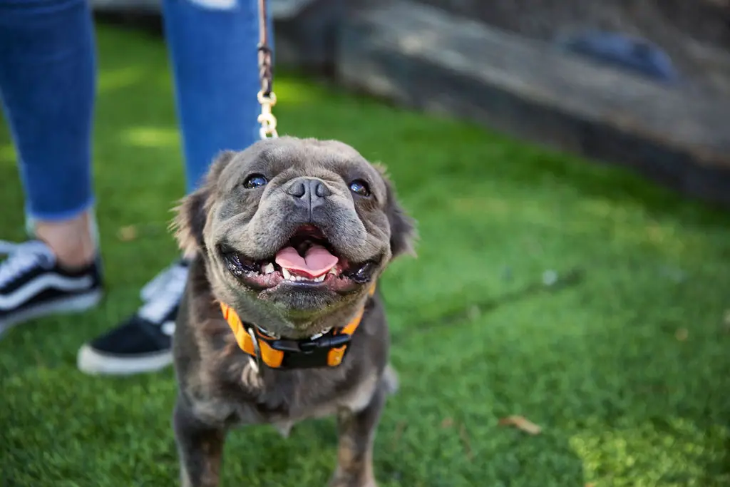 Dog training gallery image 14
