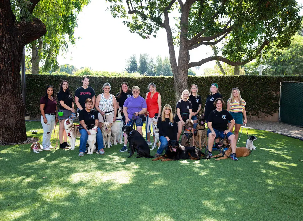 Dog training gallery image 13