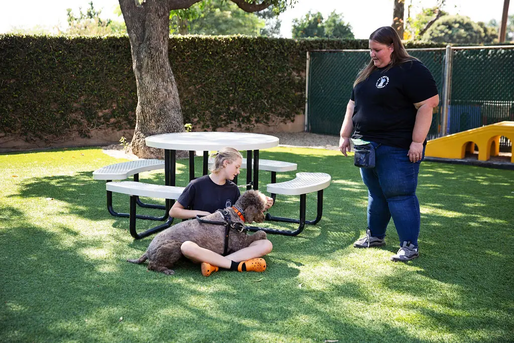 Dog training gallery image 11