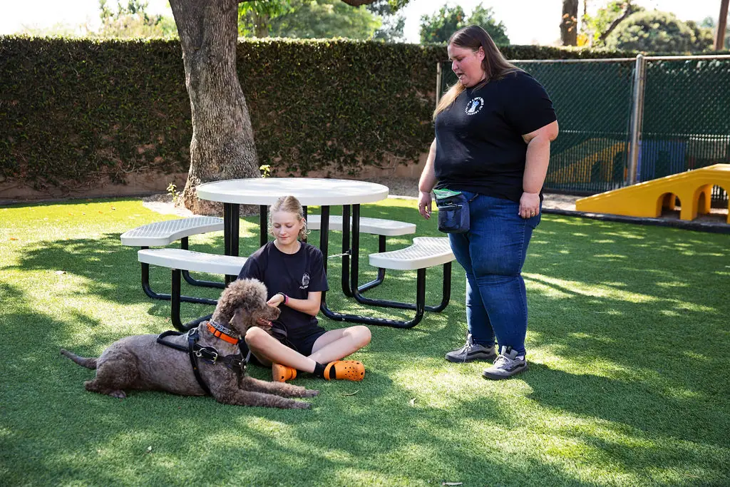 Dog training gallery image 5