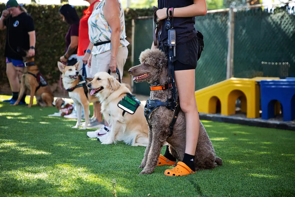 Dog training gallery image 3